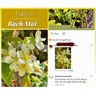 Cây Bạch Mai