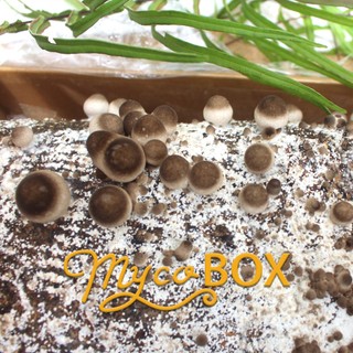 MycoBOX - Phôi trồng Nấm Rơm