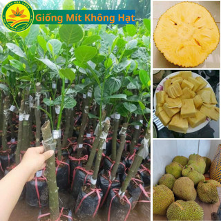 Cây giống Mít Không hạt Ba Láng, Giống Cây Chuẩn Nông Nghiệp Việt