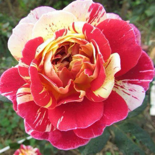 Combo 10 gốc hoa hồng leo đủ màu