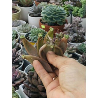 Lá mầm sen đá đá đỏ/ Lá sen đá/ Mầm sen đá