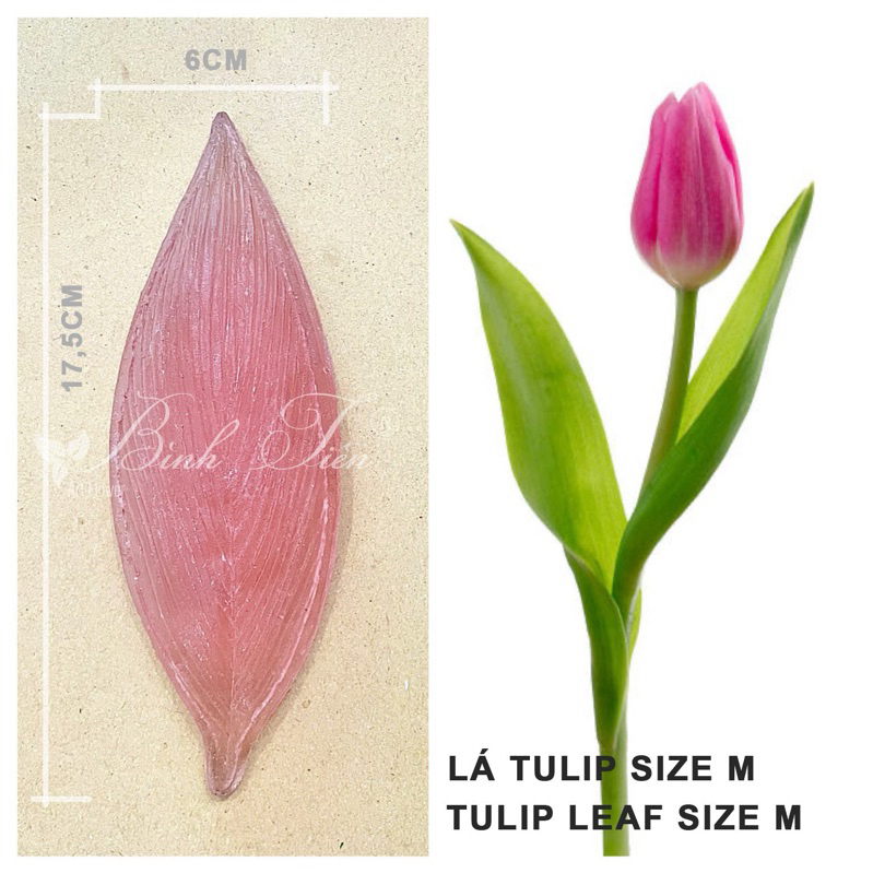 Gân hoa đất sét- lá tulip