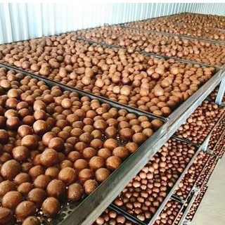 Hạt macca nứt vỏ thơm ngon [Có hồ sơ công bố- hóa đơn VAT]