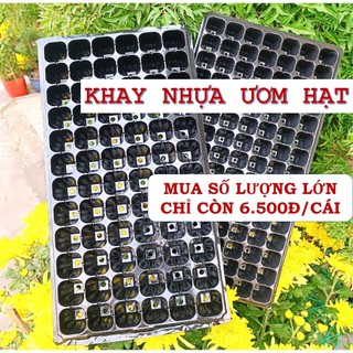 Combo Vĩ nhựa ươm cây giống loại tốt, Khay Ươm hạt giống các loại