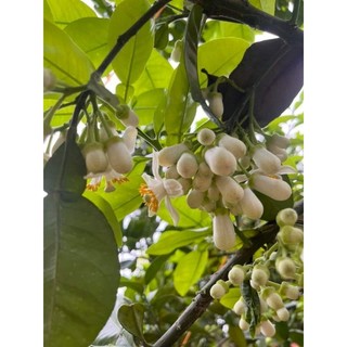 NƯỚC CẤT HOA BƯỞI