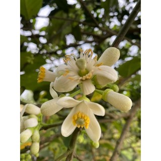 NƯỚC CẤT HOA BƯỞI