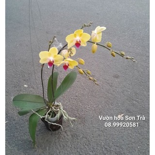 (VHST giao TP.HCM trong ngày) CÂY HOA LAN HỒ ĐIỆP hoa vàng 2 vòi hoa.