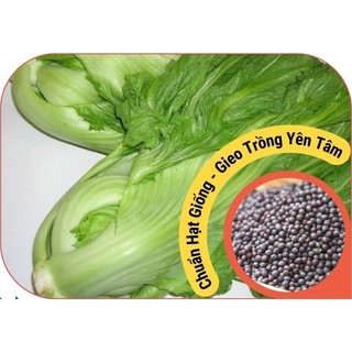 [BÁN SỈ] Hạt giống cải bẹ dưa (cải bẹ Đông Dư, cải bẹ muối dưa)