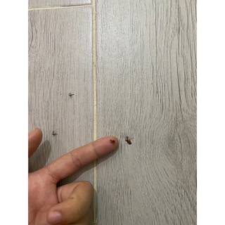 Đèn xông tinh dầu đuổi muỗi