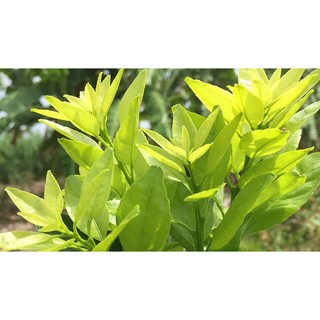 PHÂN BÓN LÁ BUNG CHỒI-VỌT ĐỌT (Chuyên cây cam, bưởi, chanh,...Cây có múi)