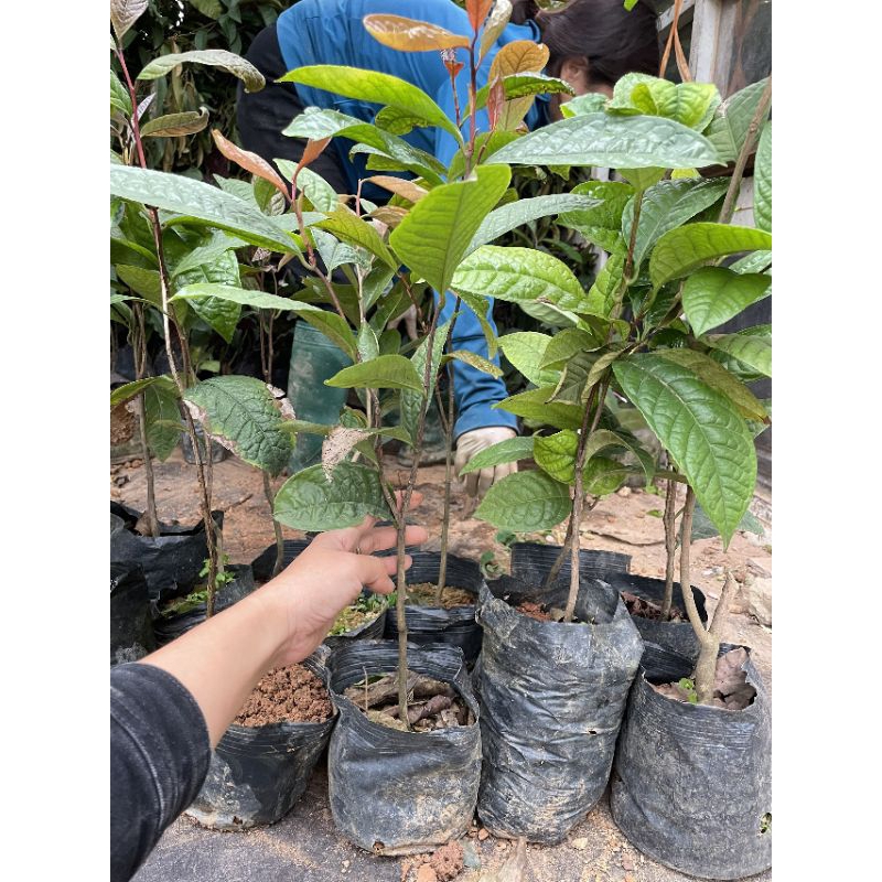 cây giống trà hoa vàng