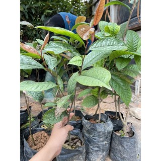 cây giống trà hoa vàng