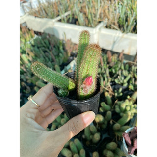 xương rồng chama dáng rũ
