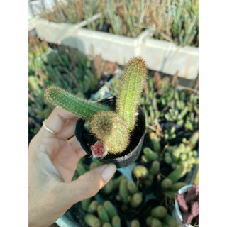 xương rồng chama dáng rũ
