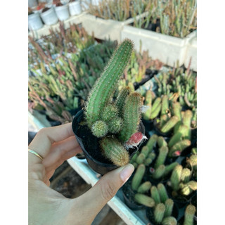 xương rồng chama dáng rũ