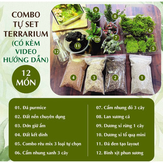 Combo terrarium, combo tự set terrarium, combo setup terrarium, terrarium