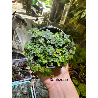 vảy ốc lá phong, vảy ốc minima, dây leo vảy ốc, dây leo tường terrarium.