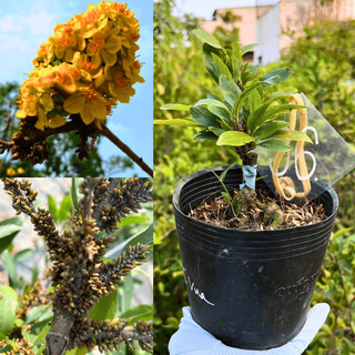 Mai Tiến Vua chuẩn giống, gốc khoẻ ổn định