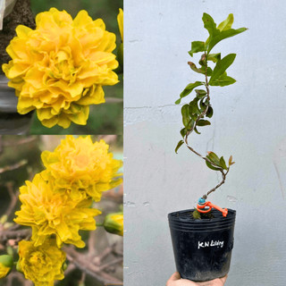 Mai Kim Ngân Lượng chuẩn giống, gốc ổn định