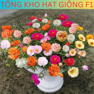 Hạt giống hoa mười giờ kép, hoa 10h kép đủ màu