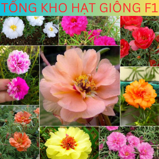 Hạt giống hoa mười giờ mix nhiều màu, hoa 10h kép đủ màu , Tổng kho hạt giống f1
