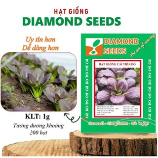 Hạt giống cải thìa tím - pakchoi tím -cải chíp đỏ - cải chíp tím giàu dinh dưỡng