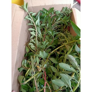 1Kg Rau Dừa Nước Tươi ogranic