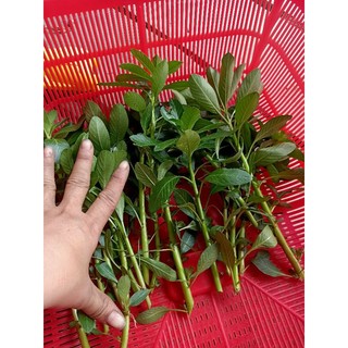 1Kg Rau Dừa Nước Tươi ogranic