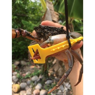 Dây rút càng cua biển dây bó càng cua biển