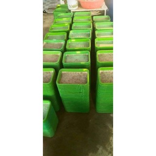Khây đựng cua giống hộp đựng cua biển giống