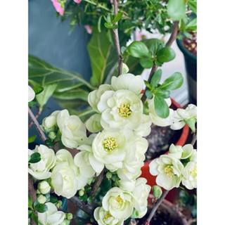 Chậu cây mai trắng/bạch mai đang nụ cho bông rất to, nở quanh năm - thegioiraumam