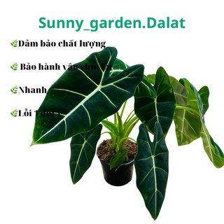 Chậu cứng Môn nhung - Alocasia Frydek