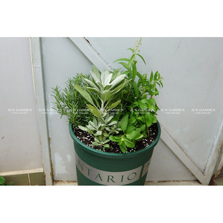 Thay Chậu Nhựa, Chậu Mix Cây Theo Yêu Cầu JUN GARDEN