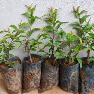 Cây giống Nhất Chi Mai Hoa Mai Trắng siêu bông
