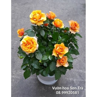 Cây hoa hồng pháp, đang hoa.