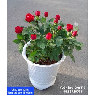 Cây hoa hồng hà lan đỏ đô đang hoa.