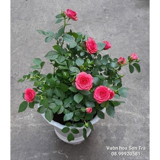 Cây hoa hồng hà lan màu hồng đỏ.