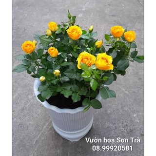 Hồng hà lan, hoa vàng, đang hoa.