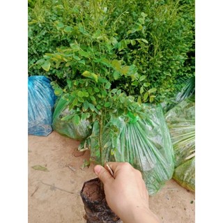 COMBO 2 CÂY HOA HÒE NẾP(tặng kèm túi phân bón)