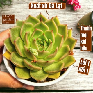 Sen đá đế vương xám Đà Lạt size trung bình cây cảnh trang trí nhà cửa Toro garden