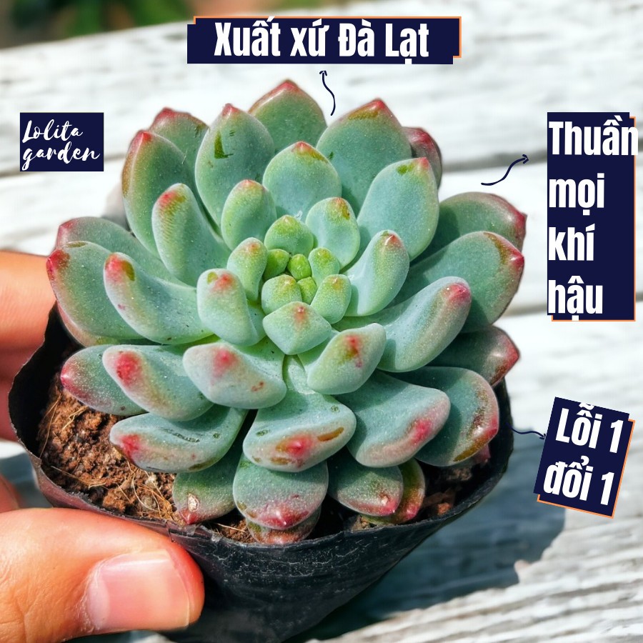 Sen đá hoàng hôn Đà Lạt size bé cây cảnh trang trí nhà cửa Lolita garden