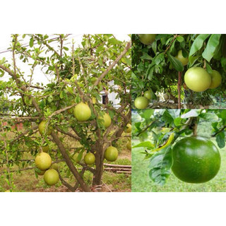 Hạt giống cây đào tiên - 5 hạt/ gói