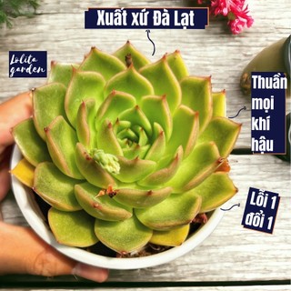 Sen đá đế vương xám Đà Lạt size trung bình cây cảnh trang trí nhà cửa Lolita garden