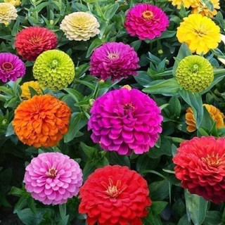 Gói 5gr hạt giống cúc lá nhám cánh kép