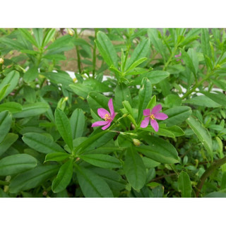 HẠT GIỐNG SÂM ĐẤT - 20 hạt/ gói