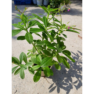 HẠT GIỐNG SÂM ĐẤT - 20 hạt/ gói