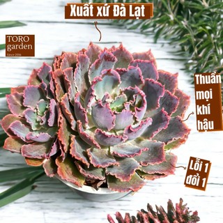 Sen đá bắp cải aurora purple Đà Lạt size trung bình cây cảnh trang trí nhà cửa Toro garden