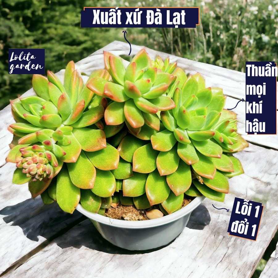Sen đá mặt trời Đà Lạt size trung bình cây cảnh trang trí nhà cửa Lolita garden