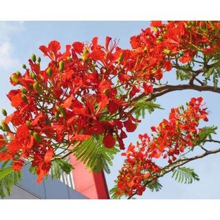 Cây giống hoa phượng đỏ chuẩn giống