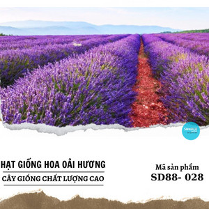 Hạt giống hoa oải hương 100 hạt